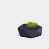 Pot Cactus