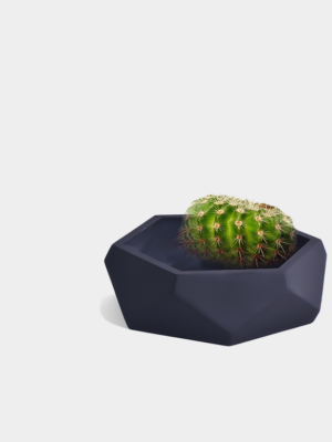 Pot Cactus