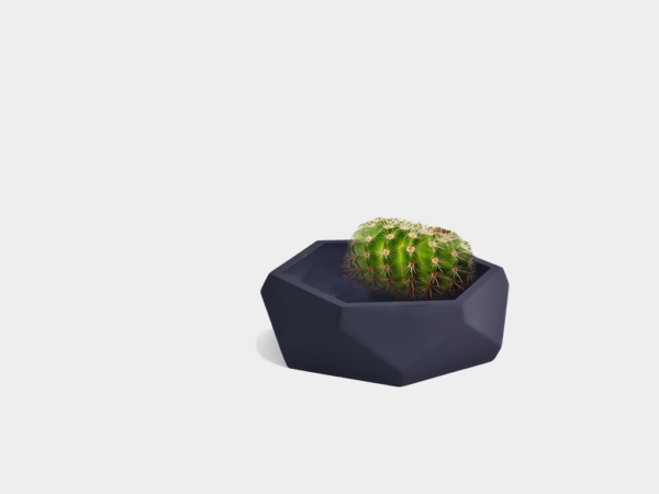 Pot Cactus